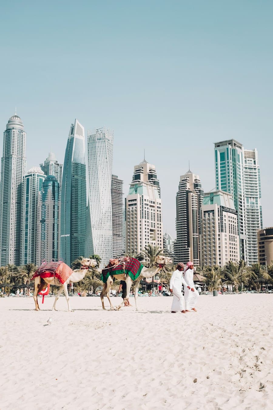 Camels in front of the Dubai Marina towers